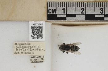 Media type: image;   Entomology 790115 Aspect: Labels
